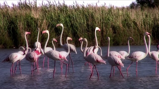 fenicotteri rosa