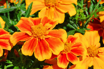Tagetes 24