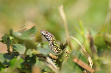 Lucertola