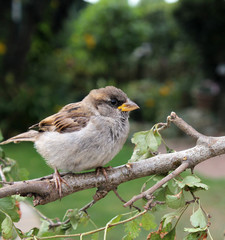 House sparrow