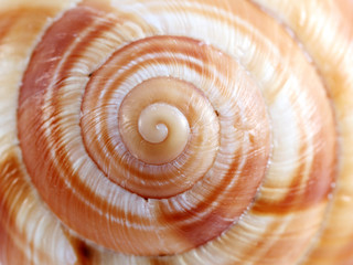 Spiral shell texture