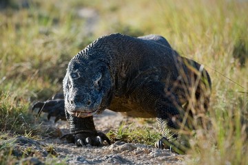 Fototapeta premium Comodo dragon comes.