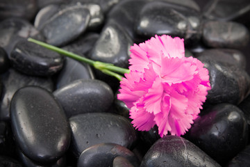 Obraz na płótnie Canvas beautiful carnation flower on the black stones.