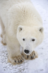 Obraz na płótnie Canvas Polar Bear.