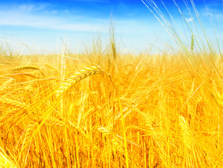 Wheat field