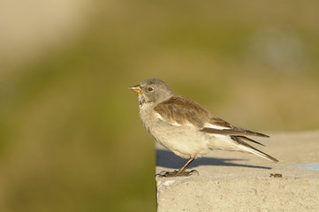 White-winged Snowfinch, or Snowfinch, Montifringilla nivalis