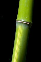 Obraz premium Morceau de bambou