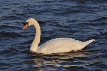 Obraz premium Schwan