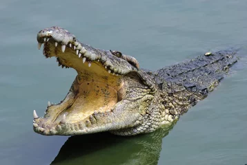 Foto op Plexiglas Zoutwaterkrokodil, krokodillenboerderij Samutprakarn © pagiaphoto
