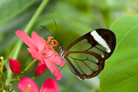 Mariposa Greta Oto (Am&eacute;rica)