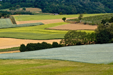 Fototapeta na wymiar Fields, vineyaard, forest & meadow green layers