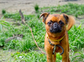 Petit brabancon on walk. The anchored dog with a sad look.