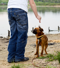 Boy play on the lake bank with dog - petit brabancon.