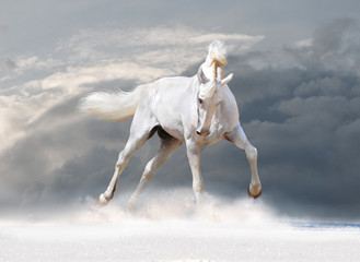 horse in winter
