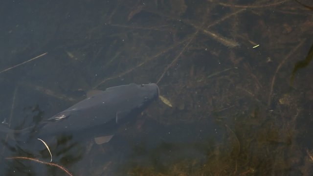 poissons et carpe dans &eacute;tang