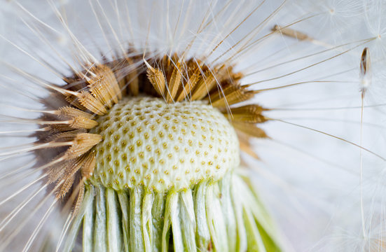 Fototapeta The Dandelion. Macro photo of seeds over light background.