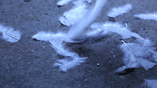 chute de plumes sur le sol
