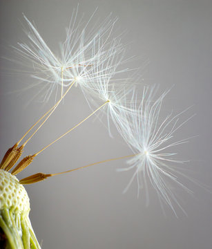 The bald Dandelion. Macro.