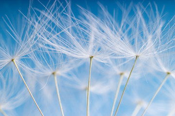 Macro photo of light seeds over light blue background.