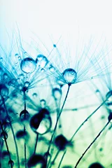 Crédence en verre imprimé Dent de lion et leau Photo macro abstraite de graines de plantes avec des gouttes d& 39 eau.