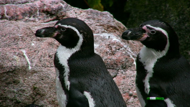 Humboldt Penguins 3