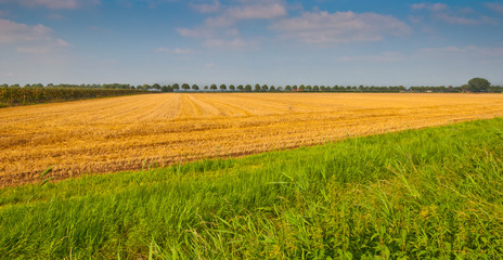 Fototapeta na wymiar Dutch cornfield just after harvesting