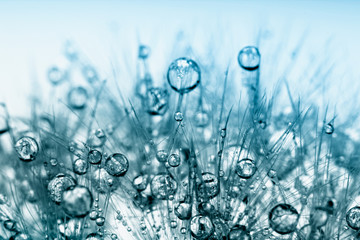 Photo macro abstraite de graines de plantes avec des gouttes d& 39 eau.