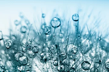 Foto op Plexiglas Paardenbloem met waterdruppels Abstracte macro foto van plant zaden met waterdruppels.