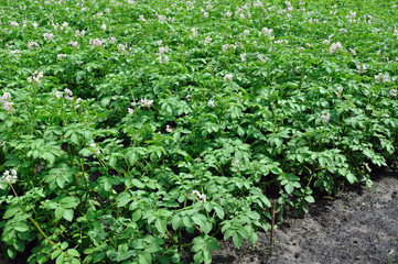 Fototapeta na wymiar field of the blooming potato