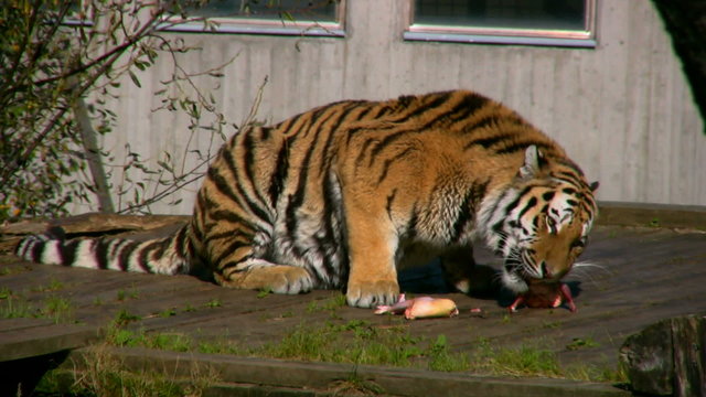 Siberian tiger eating meat in a zoo 3