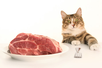 cat eating meat