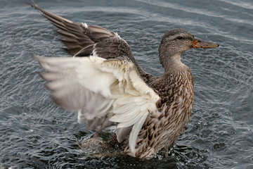 Female mallard duck