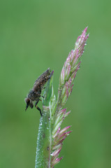 horsefly