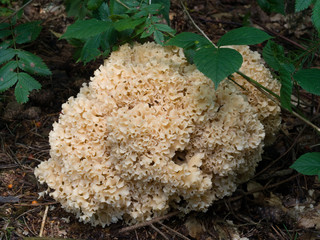 Cauliflower mushroom