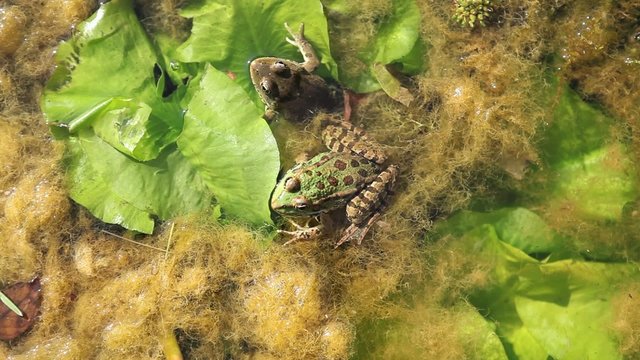 Grenouilles dans une marre avec n&eacute;nuphar
