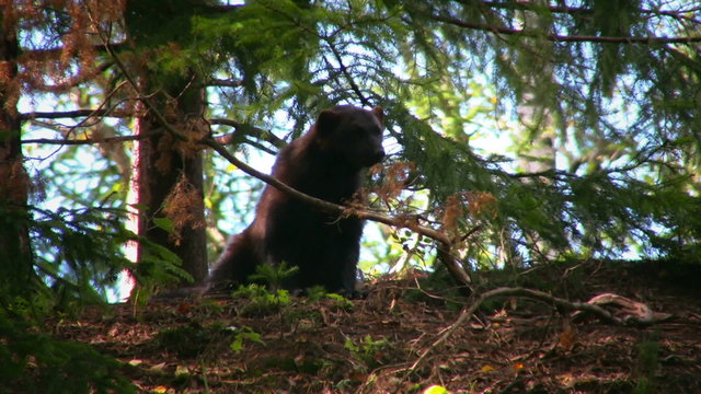 Wolverine