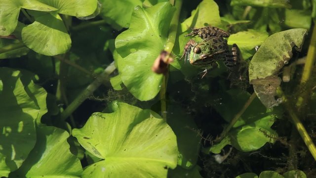 Grenouille dans une marre avec n&eacute;nuphars