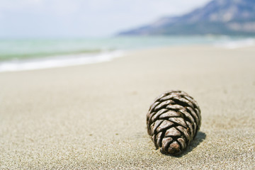 pinecone on the sand
