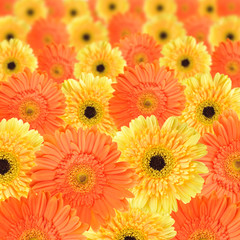 Orange and yellow daisy background