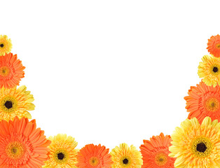 Yellow and orange daisy frame