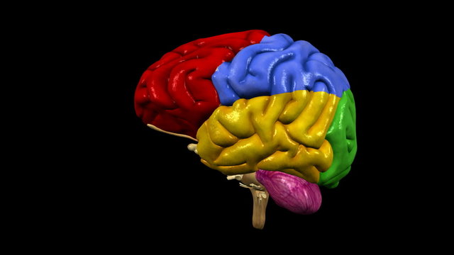 looping brain animation with alpha matte