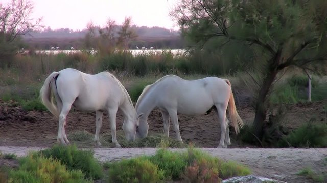 cavalli di camargue