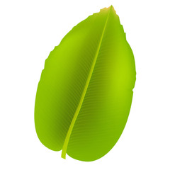 Banana Leaf