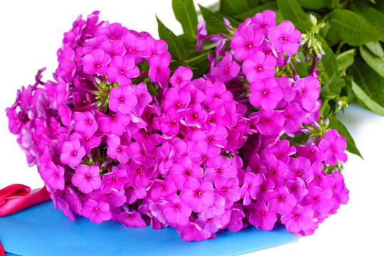 bouquet of phlox isolated on white © Africa Studio