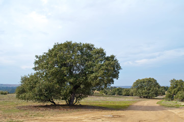 Paisaje con encinas