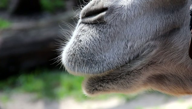 Camel Sniffing - Mouth and Nose