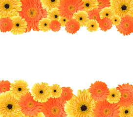 Yellow and orange daisy frame