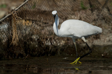 aigrette garzette