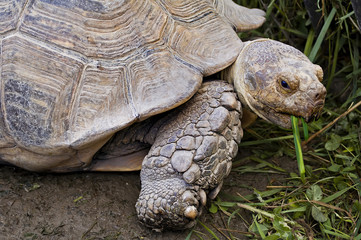 Tortuga comiendo hierba
