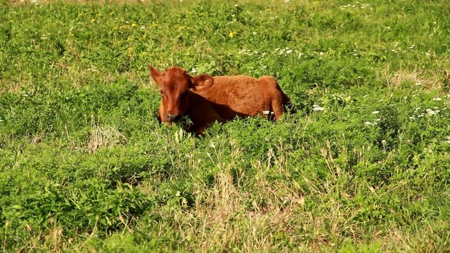 Cow reaps herb on meadow